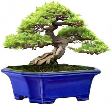 MUZHI Blue Bonsai Plant Pot 9.9” with Drip Saucer, Classic Glazed Ceramic Planter Container for Tree, Cactus, Succulent