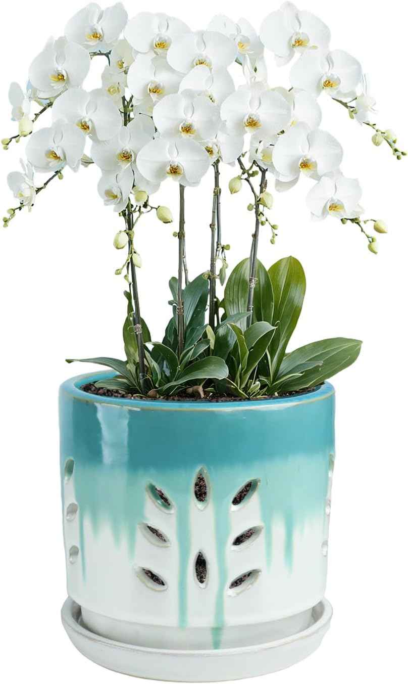 vensovo 6 Inch Ceramic Orchid Pots with Holes - Round Orchid Pots for Repotting, Garden Planter Indoor and Outdoor with Attached Saucer Supports Air Circulation(Green and White)