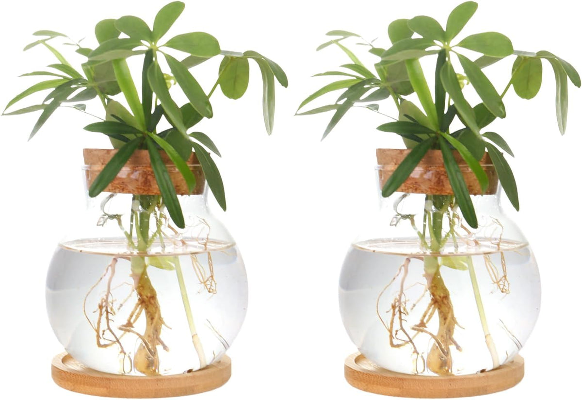 Plant Propagation Station,Hydroponic Glass Container Vase Jars, with Wooden Saucer for Desks, Houses, Garden Decorations, Home Kitchen Decorations and Gifts for Plant Lovers (2)