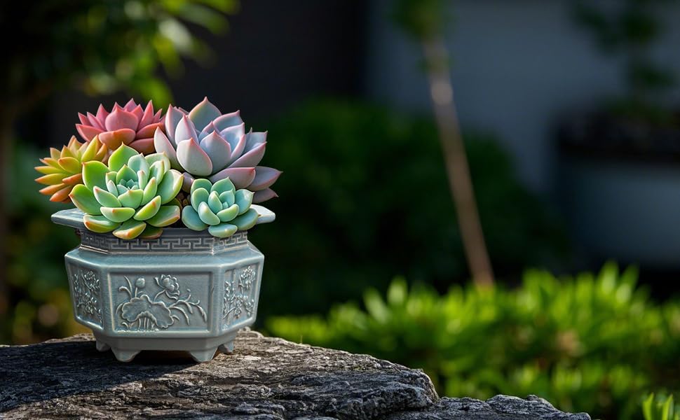 8-Inch Large Octagon Bonsai Pot Light Blue Water Glaze