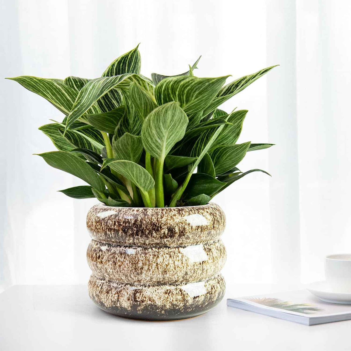 Ceramic 6 inch Plant Pot - Planter for Indoor Plants with Drainage Hole, Flower Pots for Orchid, Succulent,Outdoor Plants, Modern Glaze Planters for Home Office Decor Gift