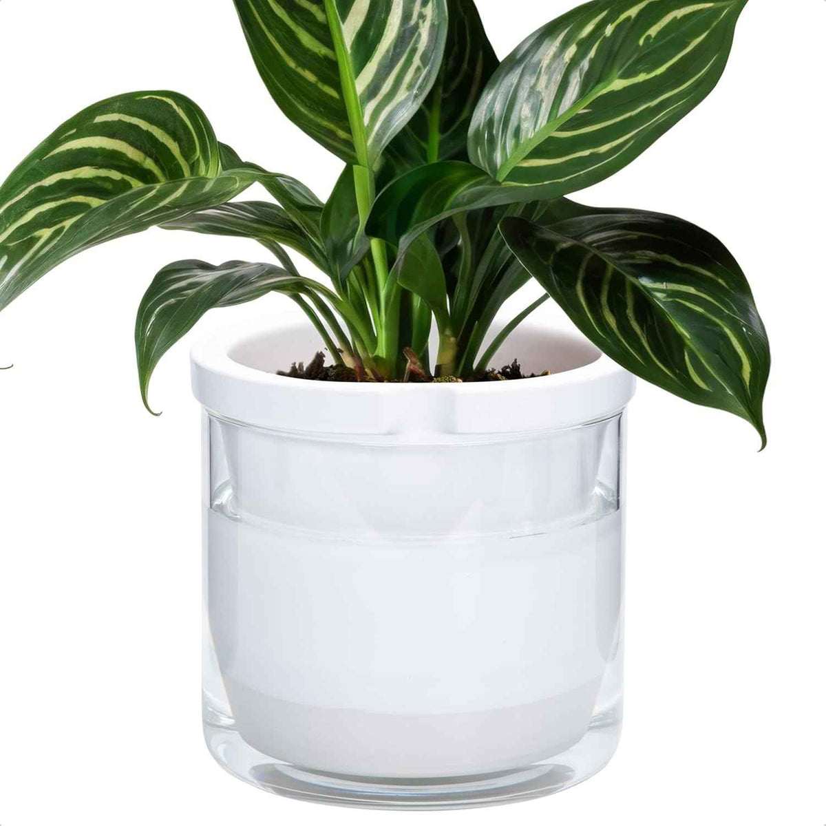 D'vine Dev 8 Inch Design Self Watering Planter for Indoor Plants, White Terracotta Pots with Cylinder Glass Cup, 37-X-C-2
