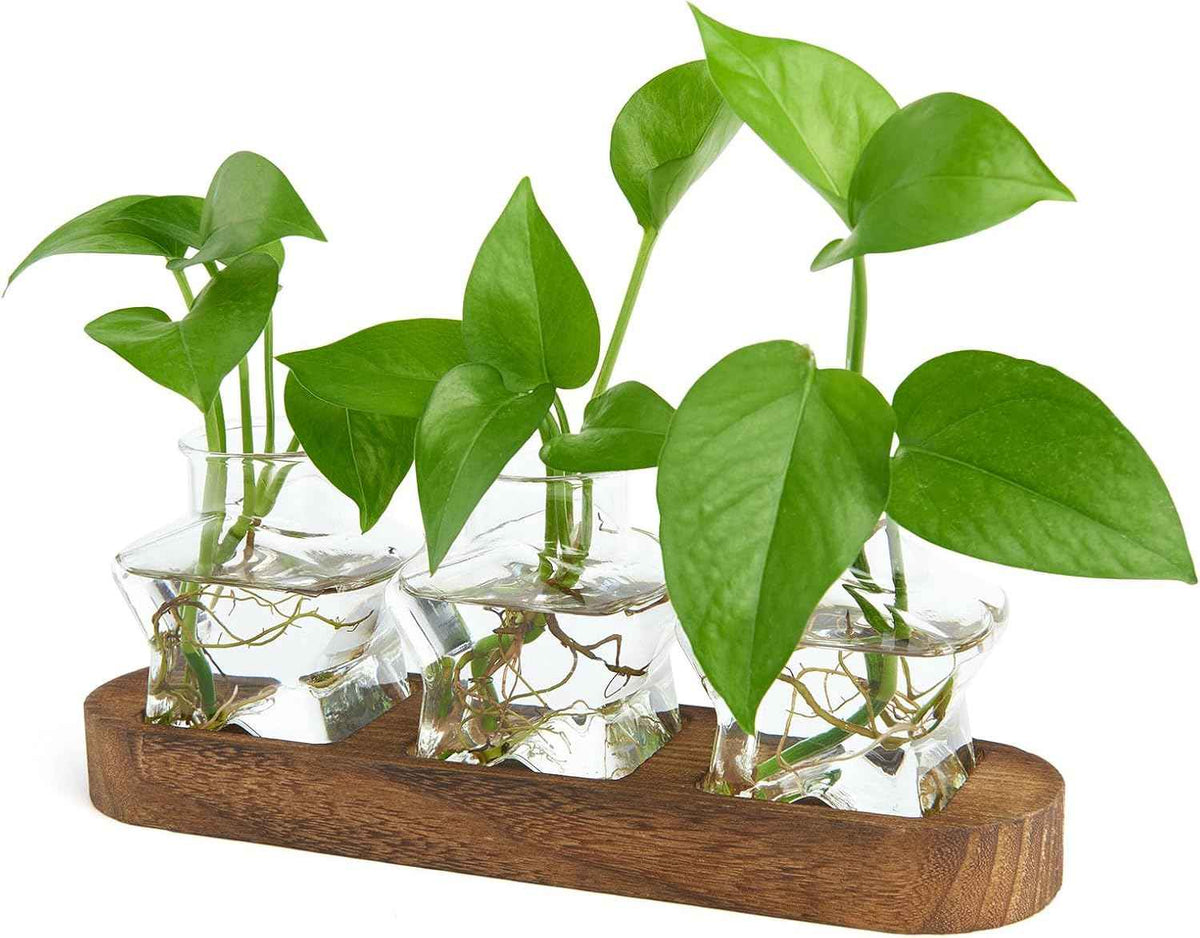 XXXFLOWER Plant Propagation Station with Wooden Stand,Air Plant Terrarium Starter Kits Star Vases for Flowers Plant Cutting Rooting Pots Indoor Hydroponic Glass Planter for Plant Lovers,3 Jars