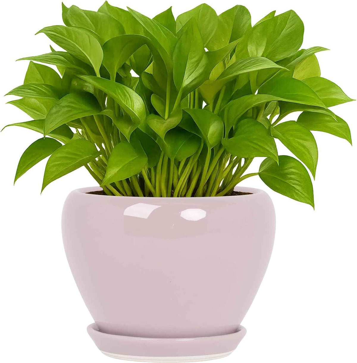 Deep Dream 6 Inch Plant Pots- Ceramic Planter Pot with Drainage Hole and Saucer, Round Flower Pot for Indoor Outdoor Succulent, Snake Plants and Cactus, Pink