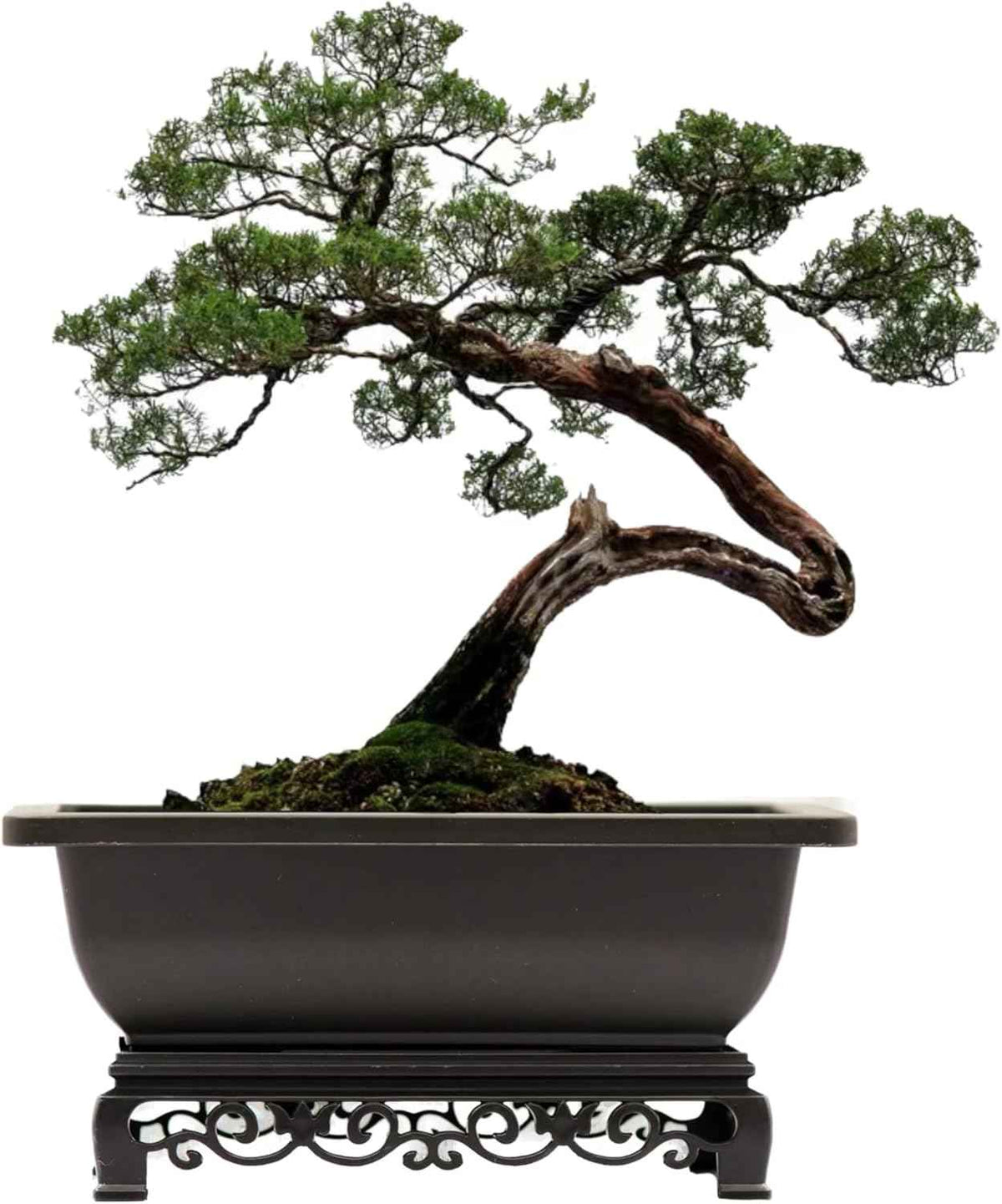 Bonsai Pot – 2-Pack 11.5 Inch Bonsai Training Pot with Eelegant Stand – Antique Brown Bonsai Pots with Mesh Drainage – Luxurious Bonsai Tree Pots Indoor Made with Recycled Plastic