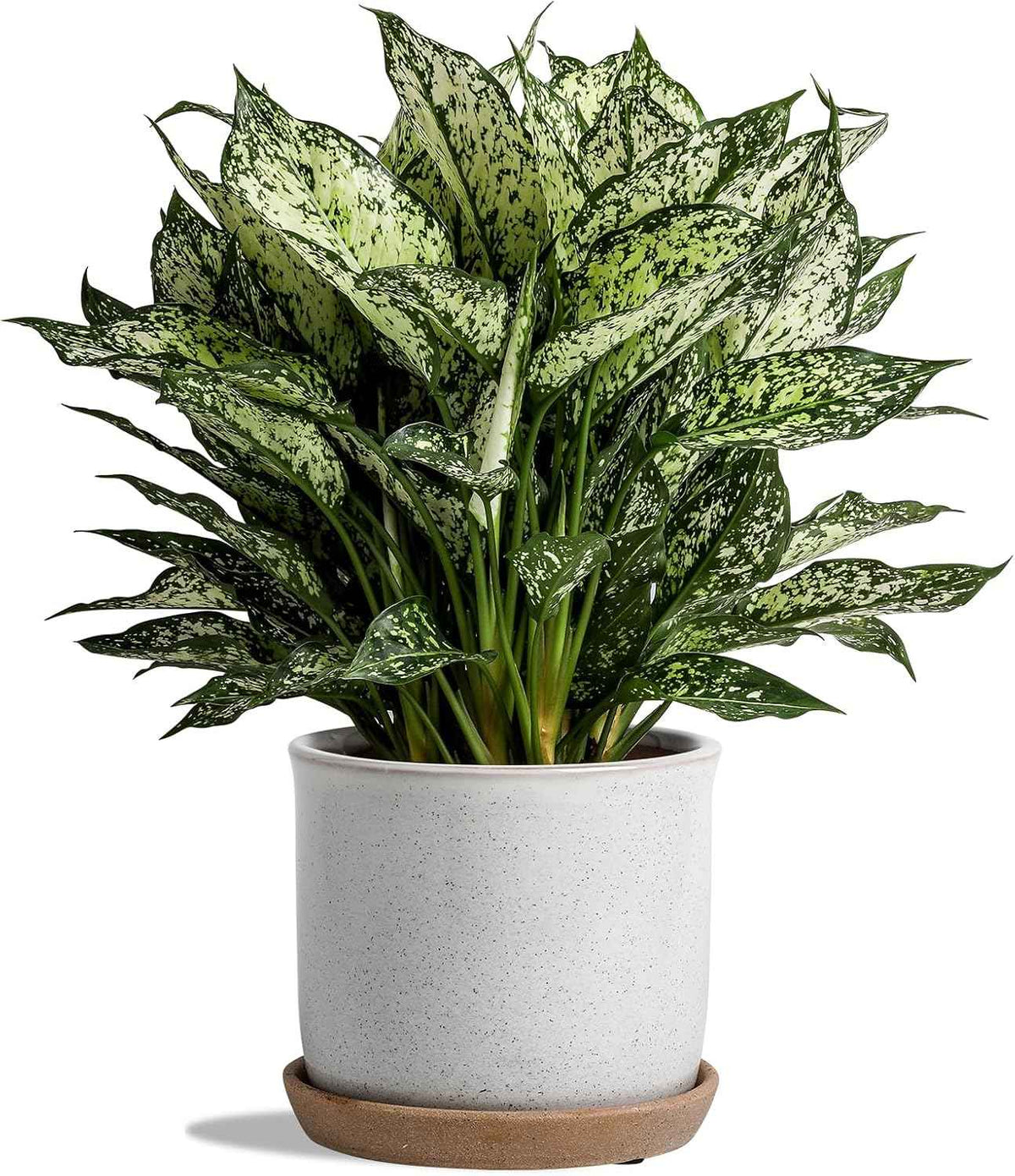 5.8 Inch Plant Pot: Ceramic Planter with Drainage Hole & Saucer for Indoor Outdoor Plants - Flowerpot with Bonded Tray for Home Office - Retro Style, Grey