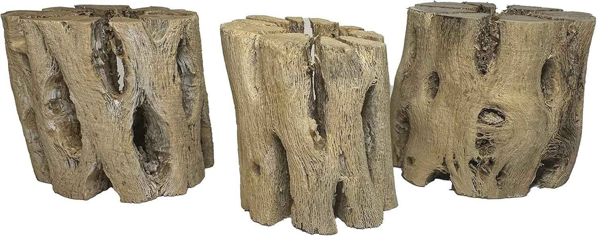3 Natural Cholla Wood Air Plant Display Holders 2 inch Individually Unique Round Decorative Stands
