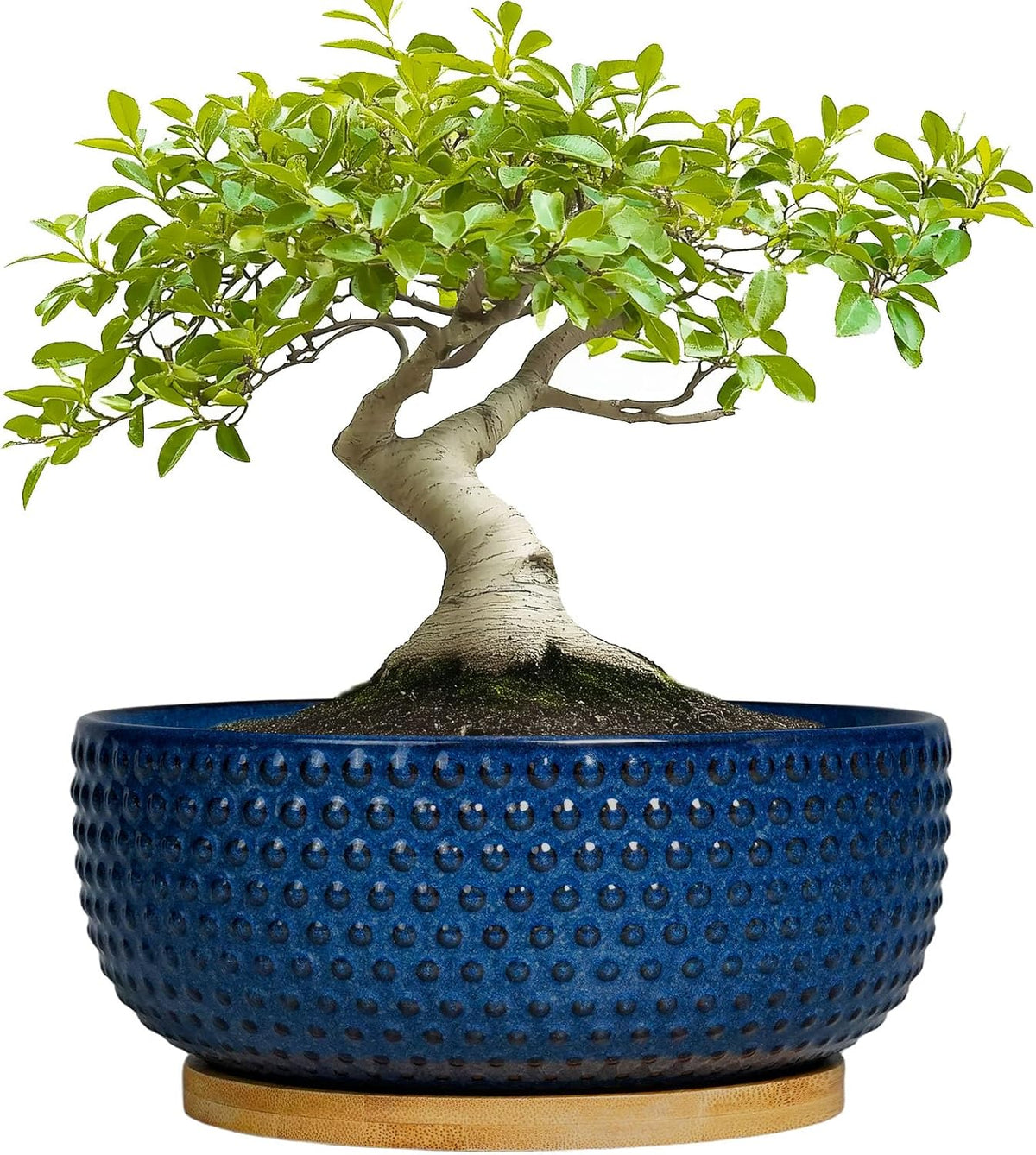 Bonsai Pots - 8 Inch Ceramic Pots for Succulent Plants & Bonsai Tree, Planter with Drainage Hole and Saucer, Modern Round Decorative Flower Planters, House Decor, Gifts for Women Man, Blue