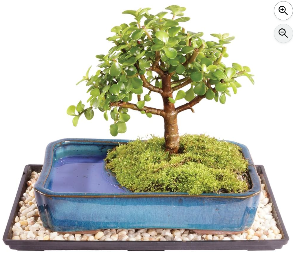 Brussel's Bonsai Live Dwarf Jade Bonsai Tree - Medium