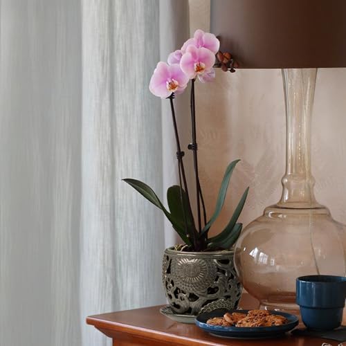 HERDUK Ceramic Orchid Pot with Drainage Holes & Saucer, 6.5 Inch, Indoor Orchid Containers with Precise Aeration & Drainage, Dark Gray