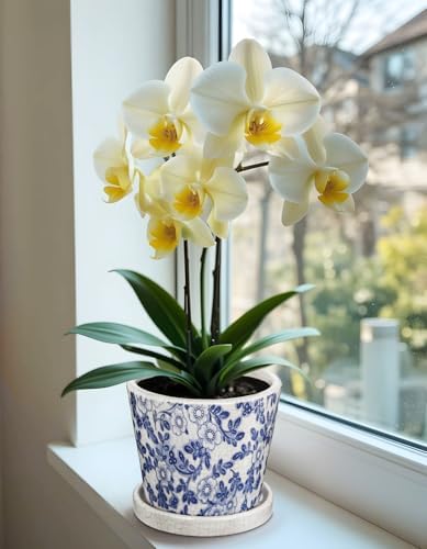 Ceramic Pot for Plants 5.5 inch Blue and White Pot for Plants Small