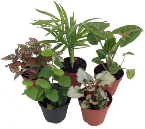 Terrarium & Fairy Garden Plants - 5 Plants in 2" pots