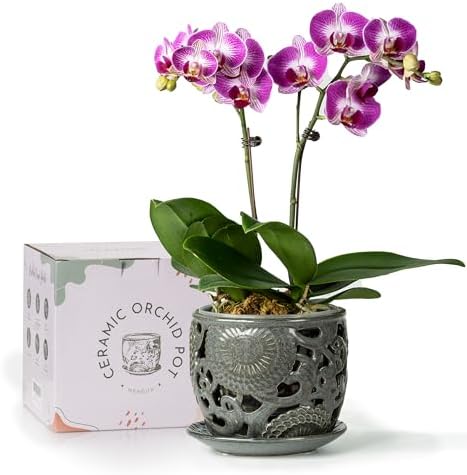 HERDUK Ceramic Orchid Pot with Drainage Holes & Saucer, 6.5 Inch, Indoor Orchid Containers with Precise Aeration & Drainage, Dark Gray