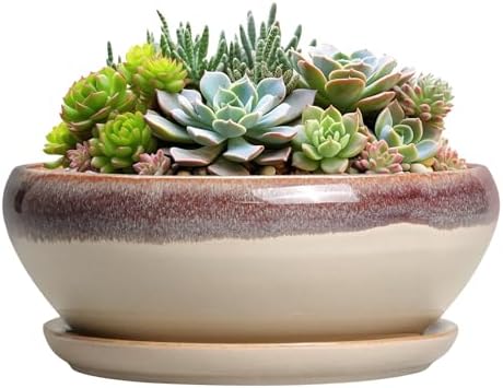 SQOWL Succulent Pots 8 Inch - Ceramic Bonsai Pots for Indoor Plants