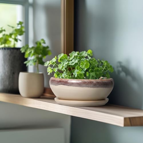 SQOWL Succulent Pots 8 Inch - Ceramic Bonsai Pots for Indoor Plants