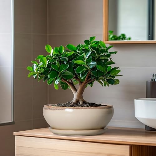 SQOWL Succulent Pots 8 Inch - Ceramic Bonsai Pots for Indoor Plants
