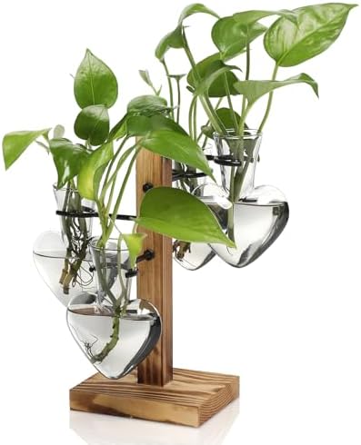 Plant Terrarium Propagation Stations with Wooden Stand