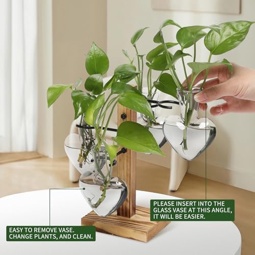 Plant Terrarium Propagation Stations with Wooden Stand