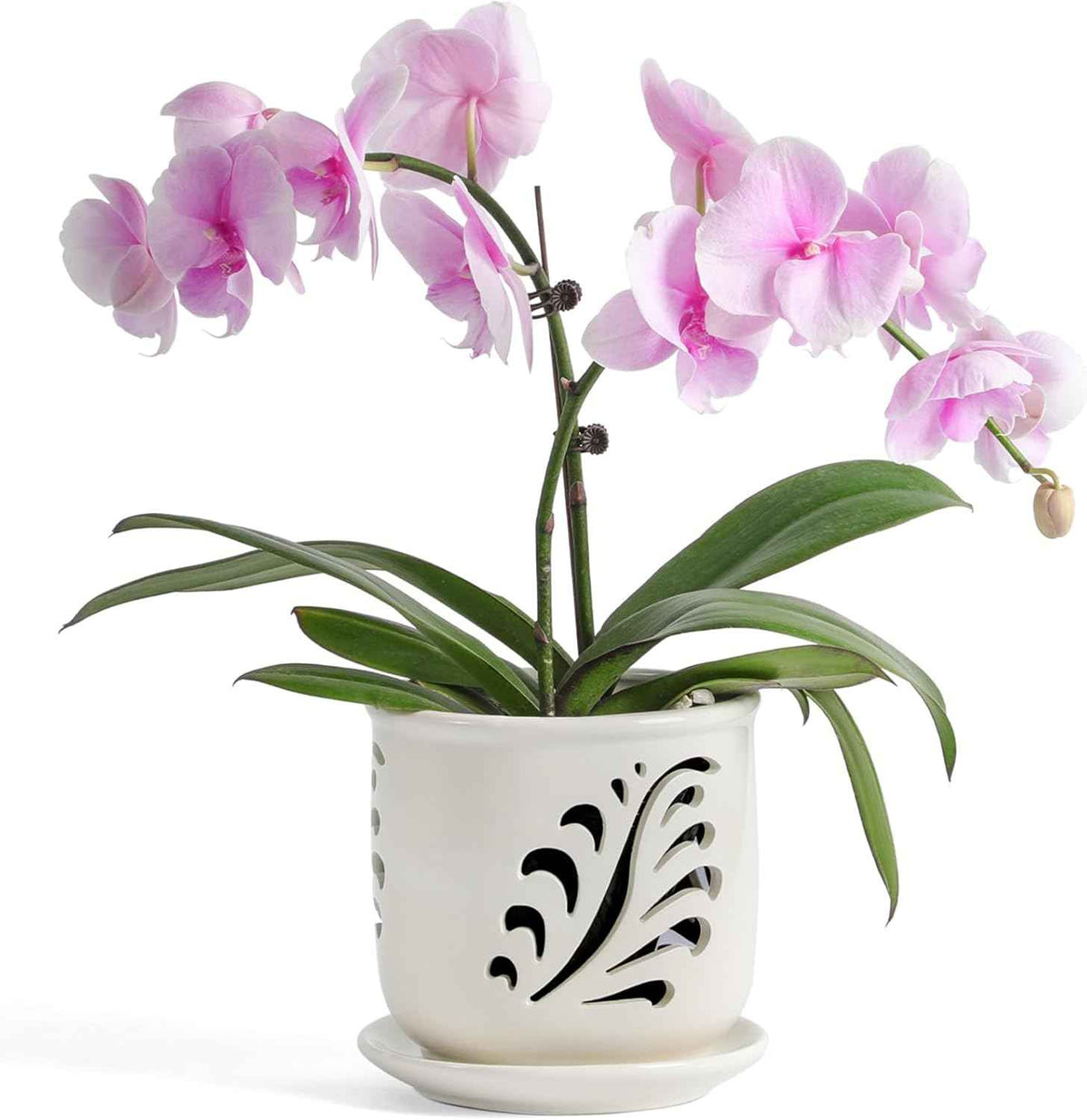 Ceramic Orchid Pot, 6 Inch Orchid Pots with Holes and Saucer for Indoor/Outdoor Plants Drainage & Air Circulation, White Orchid Planter for Repotting or New Plants