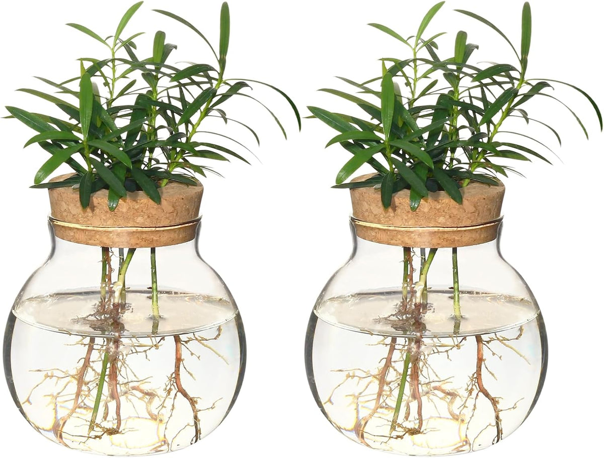 Plant Propagation Station,Hydroponic Terrarium Vase,Desktop Glass Planter Station,for Houses,Garden Decorations,ropagating Hydroponic Plants,Centerpiece Office,Home Garden Decor (2)