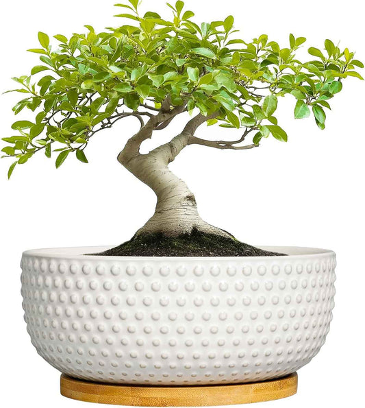 Succulent Pots 8 Inch - Ceramic Bonsai Planters for Indoor Plants, Plant Pot with Drainage Hole and Saucer, Shallow Round Flower Planter, Modern Room Decor, Gifts for Plant Lover, White