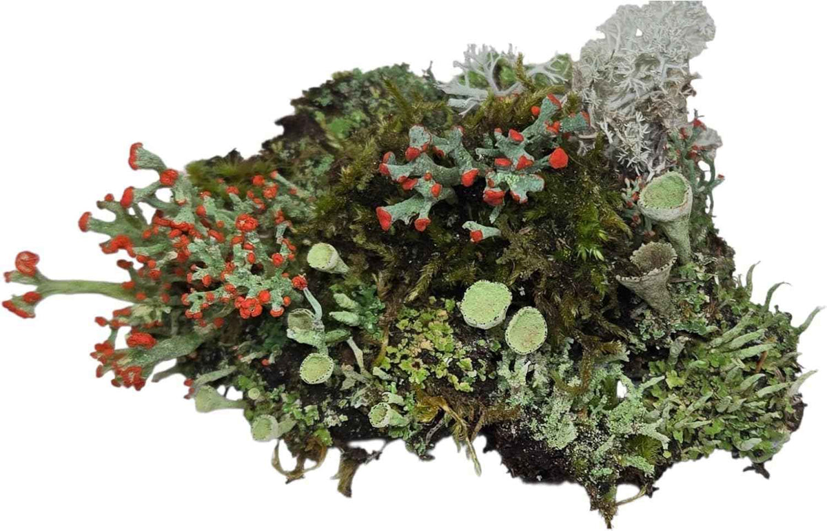 Small Live Lichen Assortment 3"x4" Bag for Terrariums and Fairy Gardens