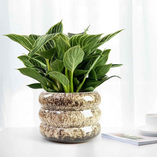 Ceramic 6 inch Plant Pot - Planter for Indoor Plants with Drainage Hole, Flower Pots for Orchid, Succulent,Outdoor Plants, Modern Glaze Planters for Home Office Decor Gift