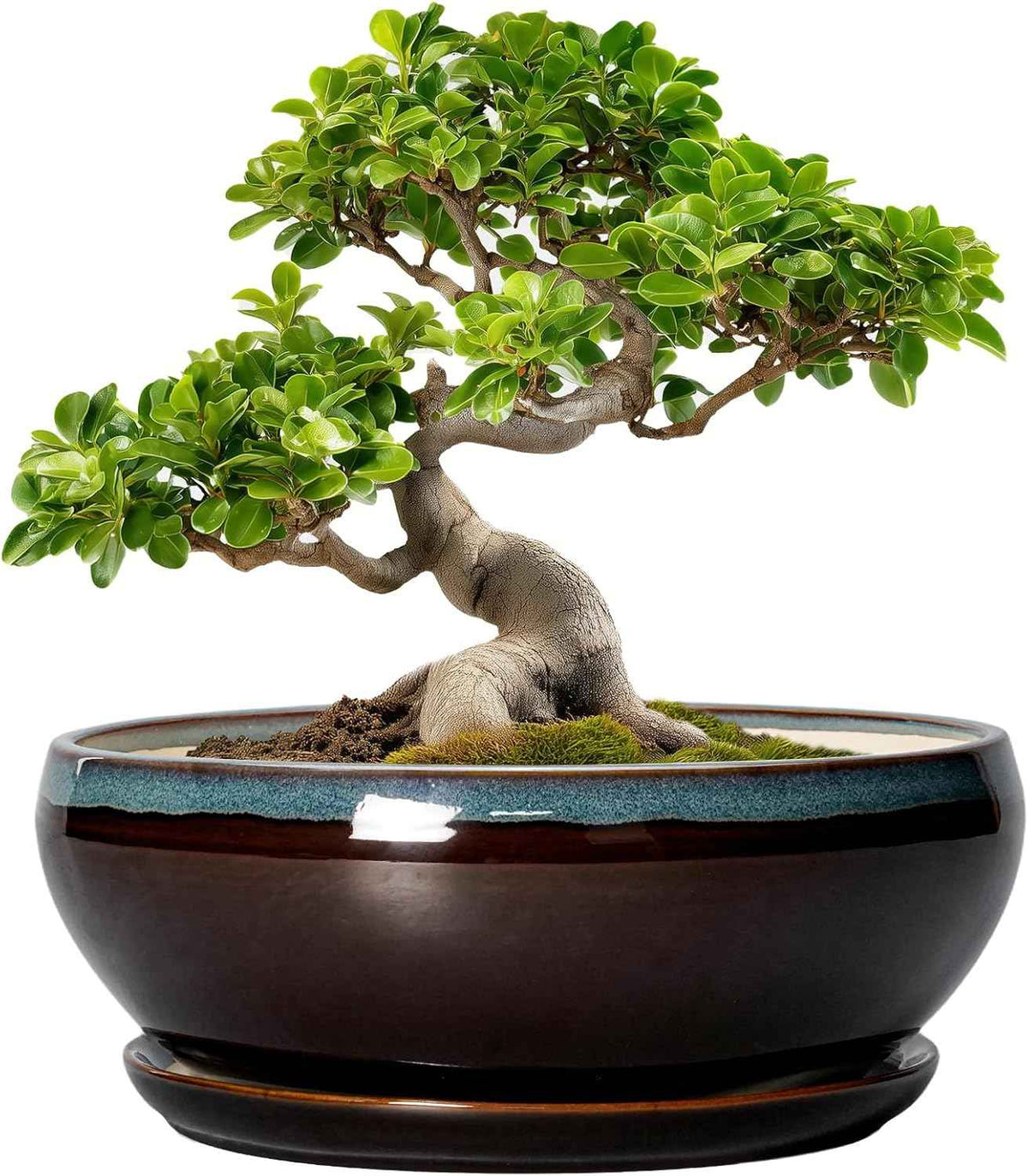 SQOWL Bonsai Tree Pots - 10 Inch Ceramic Succulent Pots with Drainage Hole and Saucer, Round Shallow Plant Pot Indoor Outdoor, Ceramic Bonsai Pot, Bowl Planter, Home Decor, Garden Gifts, Blue-Brown