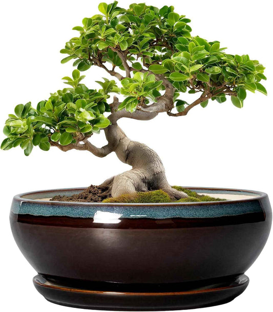 SQOWL Bonsai Tree Pots - 10 Inch Ceramic Succulent Pots with Drainage Hole and Saucer, Round Shallow Plant Pot Indoor Outdoor, Ceramic Bonsai Pot, Bowl Planter, Home Decor, Garden Gifts, Blue-Brown