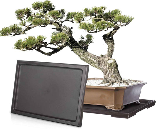 Pinkunn 2 Pcs Bonsai Humidity Tray Drip Tray Plastic Plant Water Catcher Plant Saucers for Indoors and Outdoors Cactus,Succulents,Bonsai Tree,Stone Not Included (11 x 8 Inch)