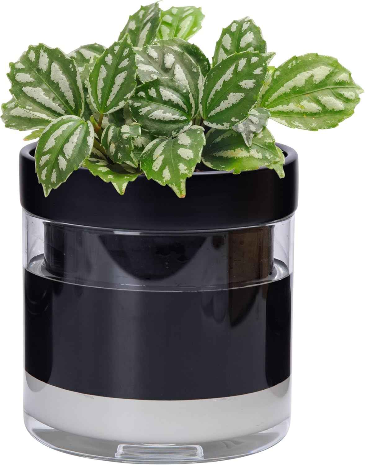 Phoenix Vine 6 Inch Self Watering Terracotta Planter, Black Terracotta Clay Pot with Glass Reservoir for Indoor Plants, Herbs, Flowers, Set of 1, 52-C-F-1