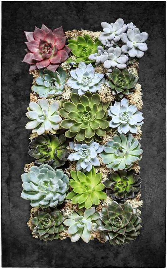 Modern Home Living Wall Galvanized Steel/Zinc Succulent Planter (Black Zinc, 18 Pocket)