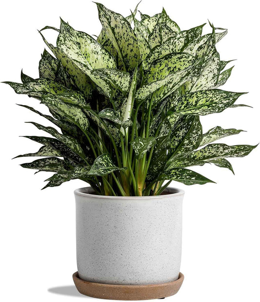 5.8 Inch Plant Pot: Ceramic Planter with Drainage Hole & Saucer for Indoor Outdoor Plants - Flowerpot with Bonded Tray for Home Office - Retro Style, Grey