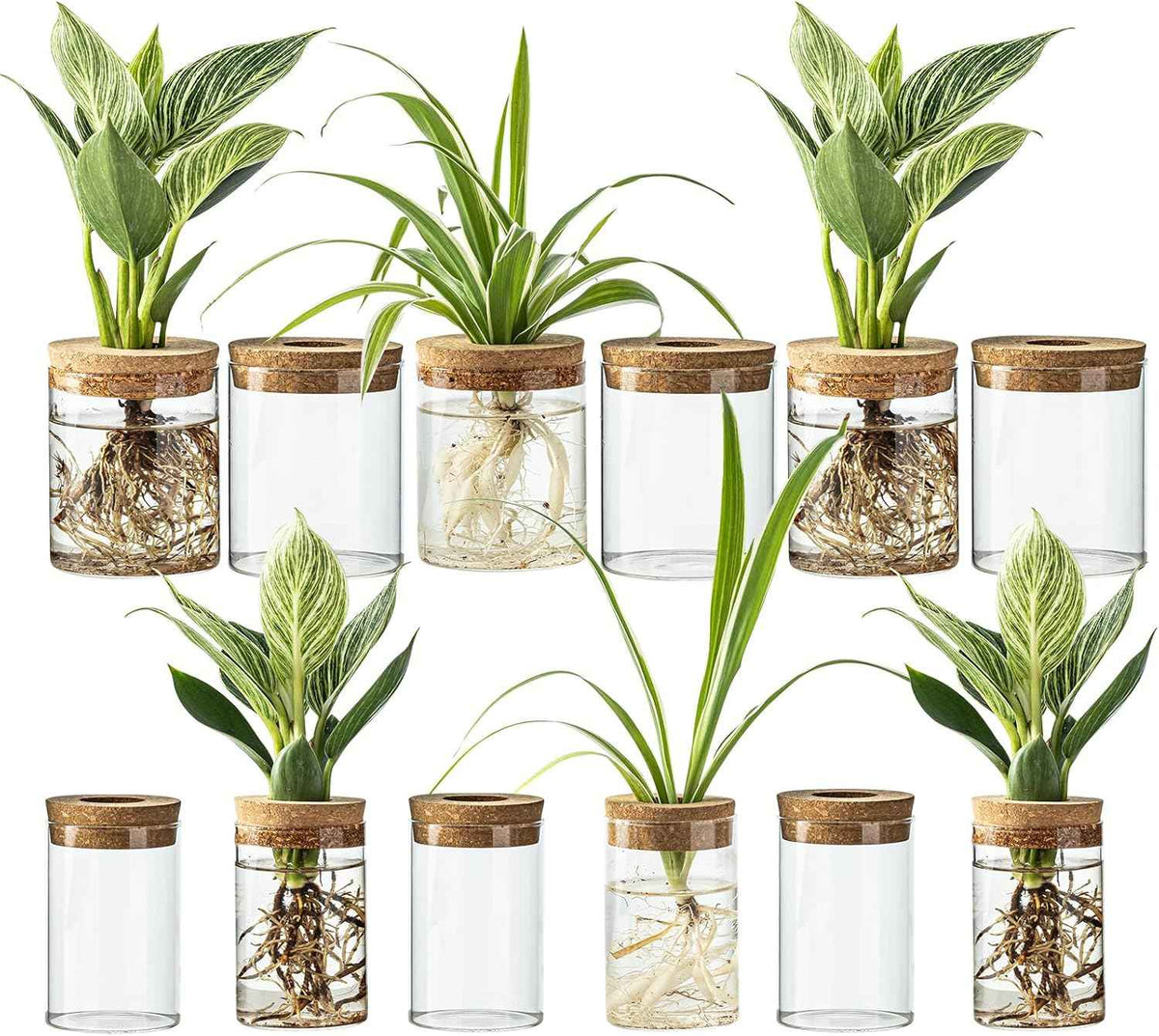 Glass Plant Propagation Stations for Plants – Set of 4(6 Large & 6 Small) Hydroponic Vases for Plant Cuttings,Flower Arrangements, Home & Office Decor–Desktop Vases for Living Room, Bedroom (12)
