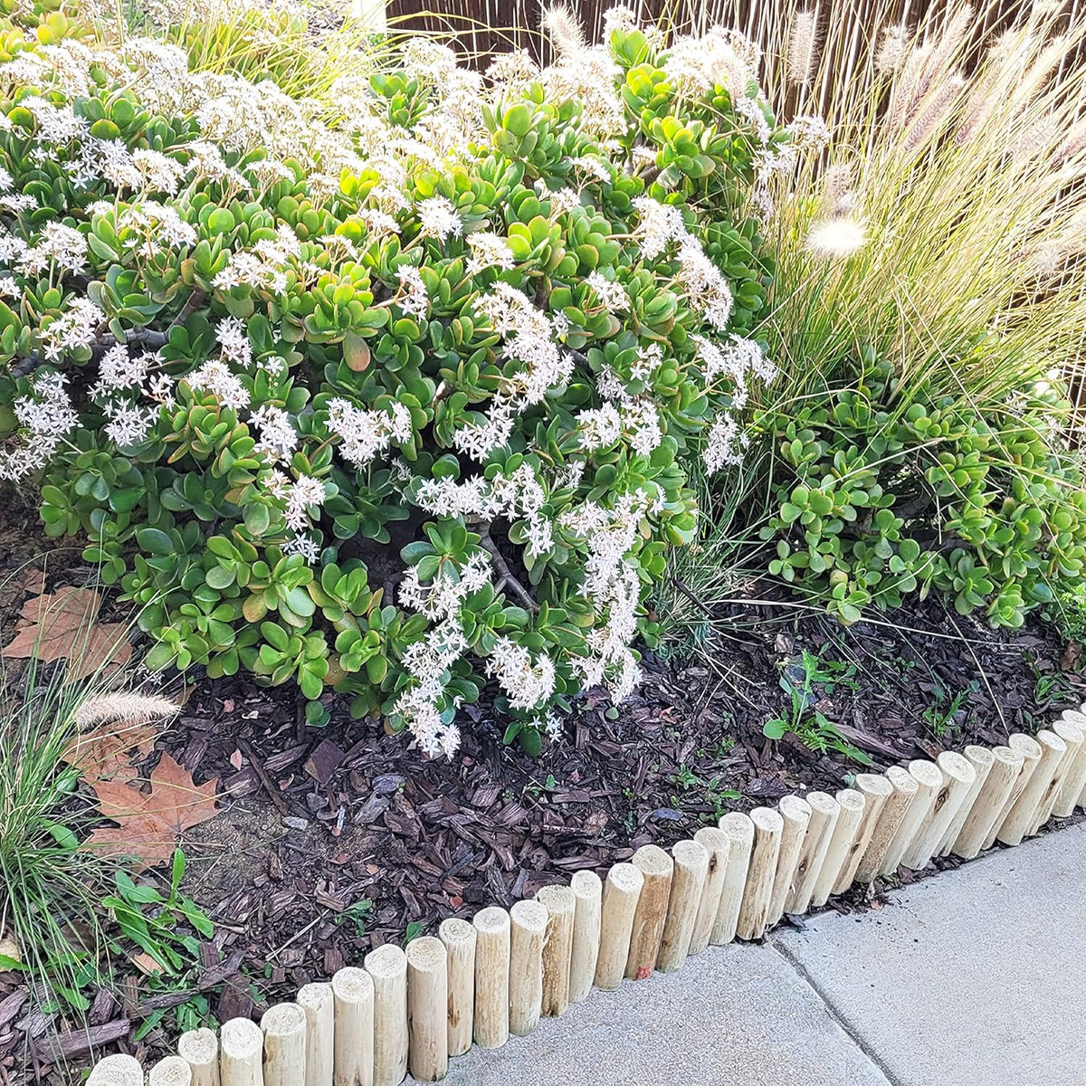 Natural Eucalyptus Wood Garden Edging – 72 in × 6 in